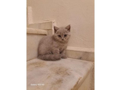 Aldın aldın son 4 yavru scottish fold