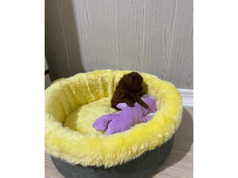 Toy poodle orijinal ev ortamında