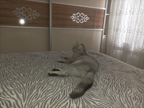 Satılık 10 aylık erkek gri/beyaz british shorthair