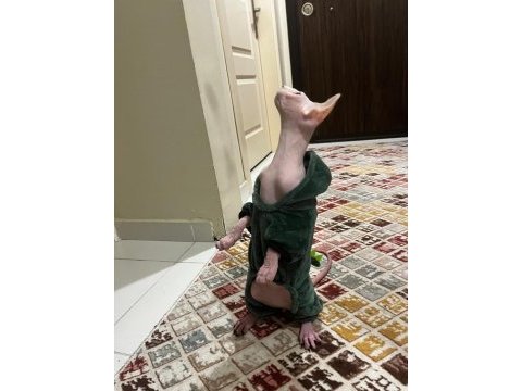 Sfenks pembe erkek kedi