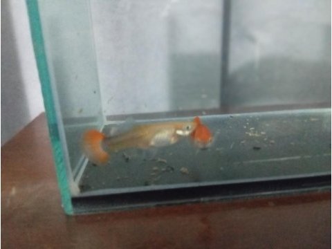 1 erkek 1 dişi red tuxedo lepistes