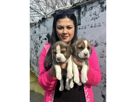 Sağlık ve ırk garantili beagle yavrularım