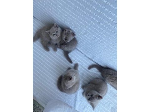 5 dişi lilac british shorthair yeni yuvalarına hazır