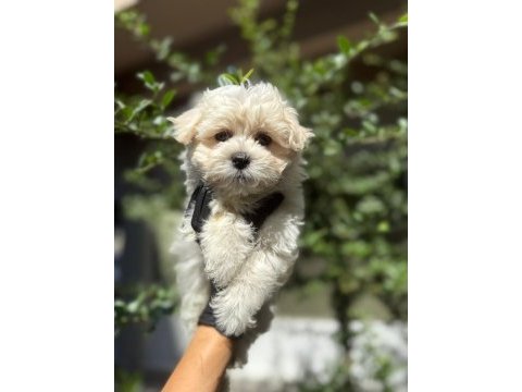 Orjinal tatlı maltipoo yavru