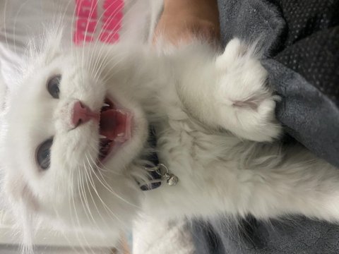 2.5 aylık scottish fold