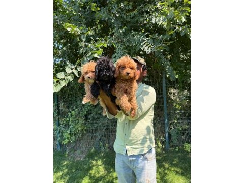 Maltipoo yavrular bir birinden tatlılar