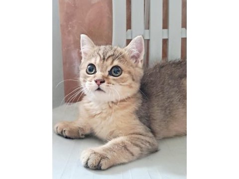British shorthair black tabby