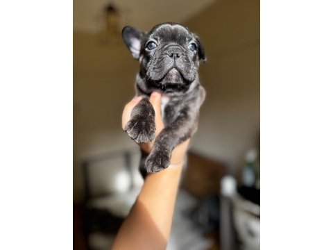 Ev bakımı şeceresi olan french bulldog yavrular