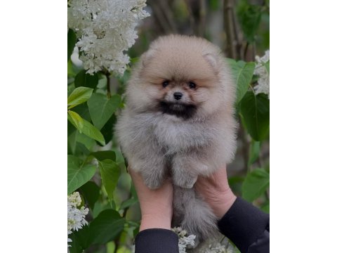Pomeranian boo yavruları 