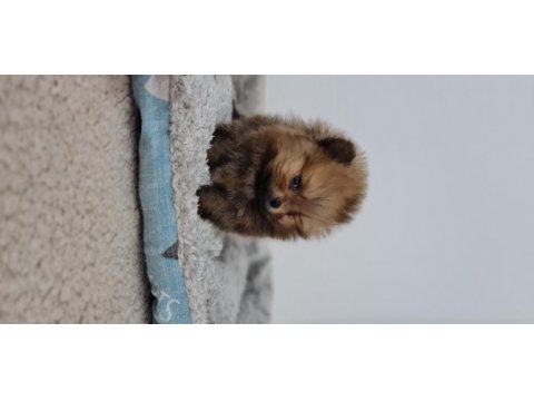Pomeranian boo bebeklerimiz ırk garantili