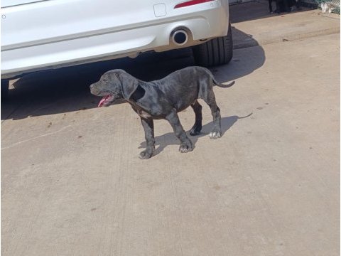 Safkan cane corso yavruları