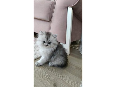 British longhair silver renk