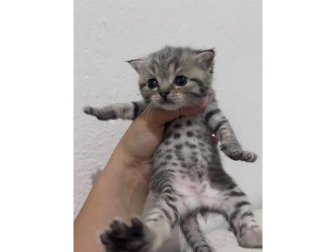 Minik maviş scottısh fold bebek