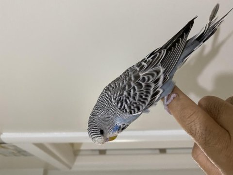 Yavru iri şov jumbo muhabbet kuşu