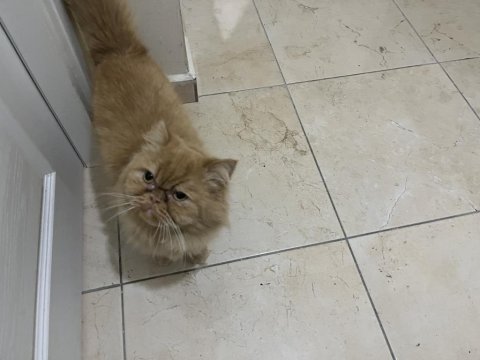 Dünyalar tatlısı iran kedisi poffy