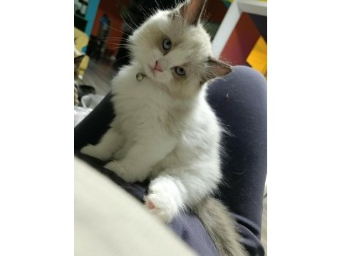 Orijinal ragdoll yavrular