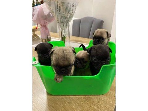 Pink babadan pug mops yavrular