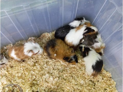Yavru guinea pig