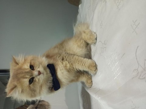 Yakışıklı british longhair