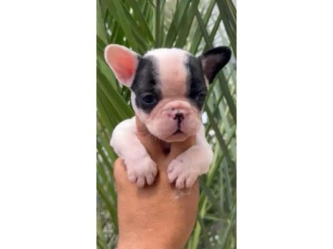French bulldog yavrularımız 