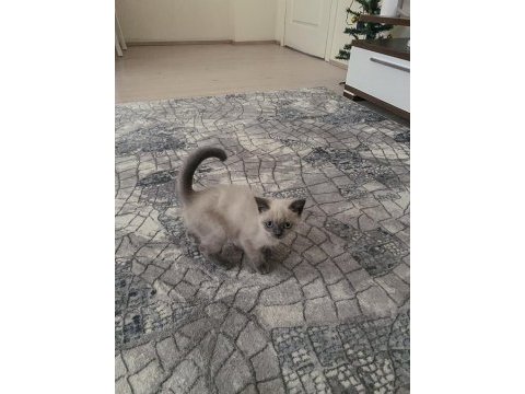 British shorthair gri füme