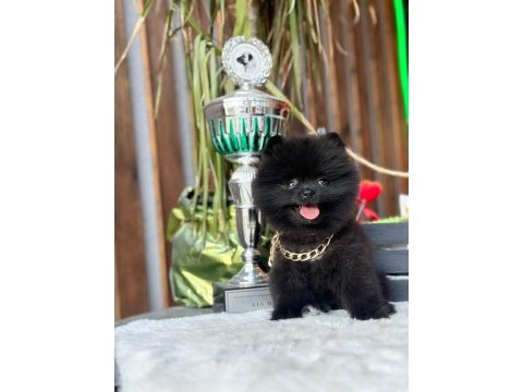 Bakanlık onaylı üretim çiftliğinden pomeranian