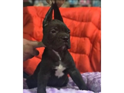Cane corso koca kafa yavrular