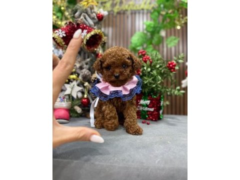 Bebek yüzlü poodle kızımız
