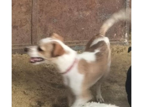 Jack russell terrier erkek 6 aylık takas veya uyguna