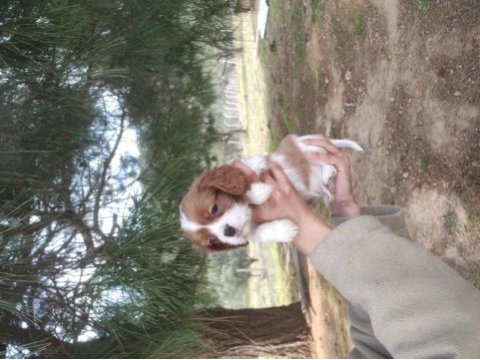 Sadece ailelere uygun verilecek cavalier king charles