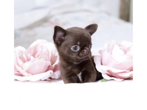 Teacup şivava yavrularımız ırk ve sağlık garantili