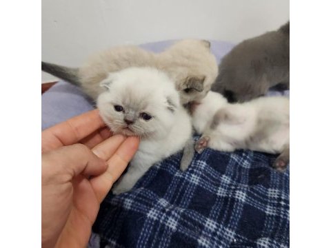 Müthiş güzellikte safkan scottish fold yavrular