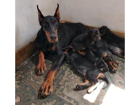 Evinizin neşesi doberman yavrular kapıda ödeme