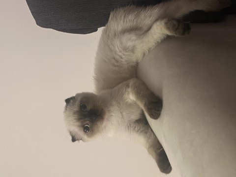 Sahibini bekliyor scottish fold