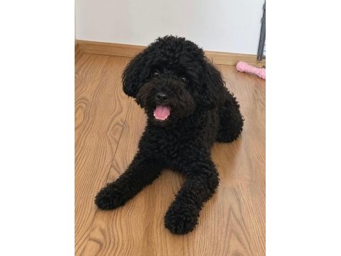 18 aylık dişi siyah toy poodle