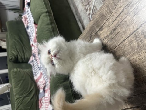 Maviş gözlü prenses kedimiz