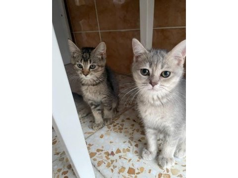 British shorthair golden