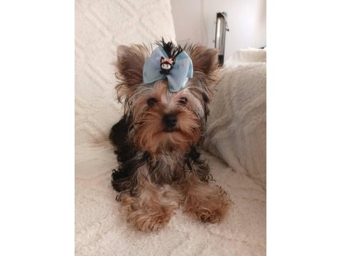 Orjinal baby face yorkshire terrier erkek