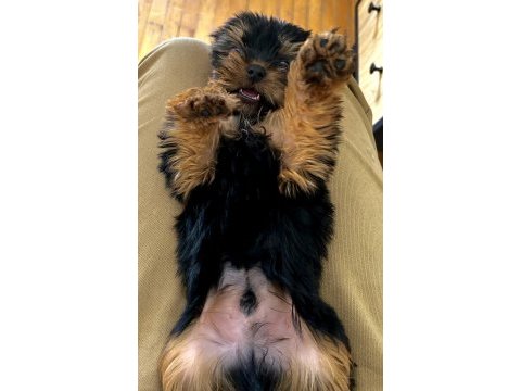 Sıfır numara orjinal yorkshire terrier yavrumuz