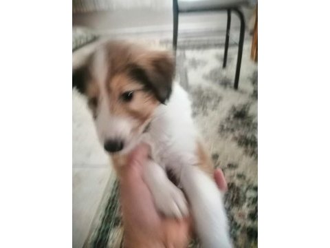 Collie / maltese