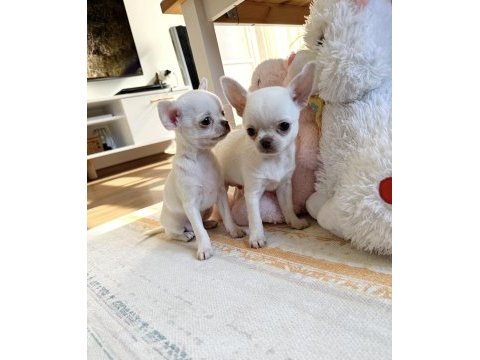 Safkan beyaz erkek chihuahua köpekler