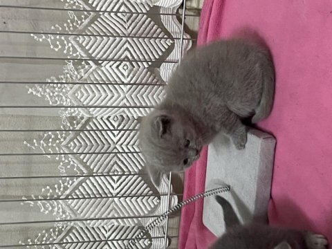 Açık kahverengi british shorthair yavrumuz