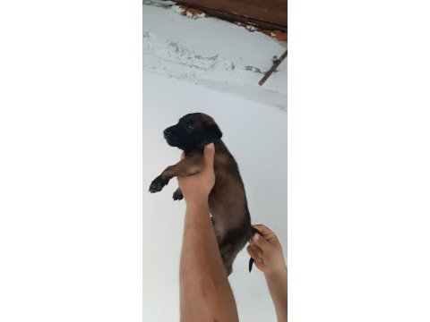 Belçika malinois dişi erkek