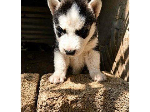 A kalite husky yavruları ankaradan