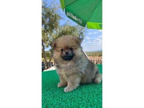 Pomeranian boo bebeklerimiz