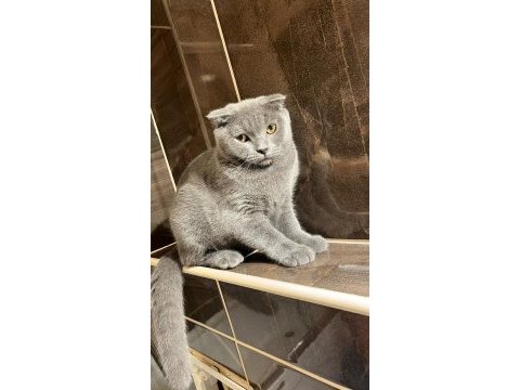 Scottish fold 4 aylık yavrumuz