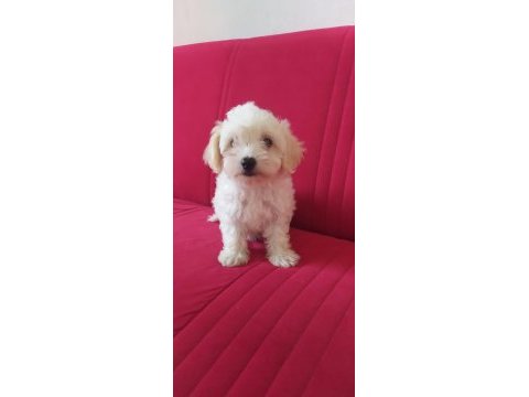 Maltese malta terrier