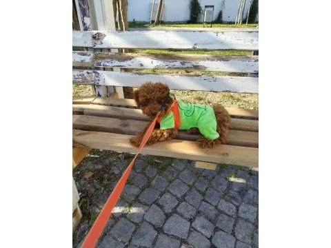 Toy poodle alex