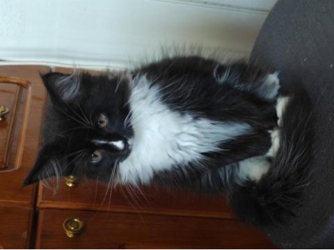 Maine coon 3 aylık erkek yavrular