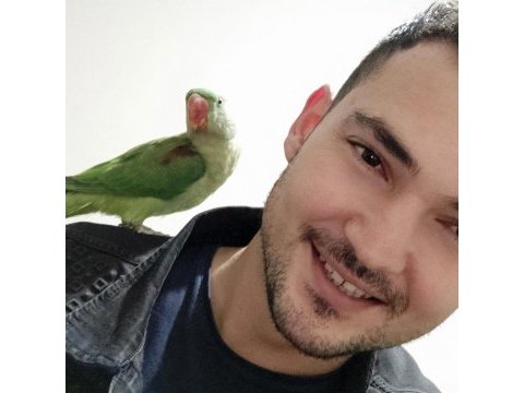 1.5 yaşında dişi iskender papağanı
